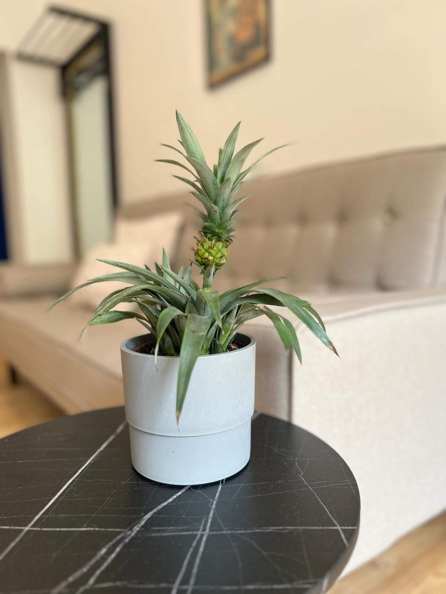 Modern Stay I Cosy & Central Apartments コブレンツ エクステリア 写真
